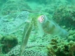 Bigfin reef squid, Coral, Undersea, Taiwan Stock Footage