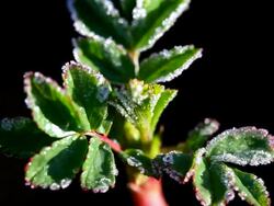  MS Hoarfrosten foliage in spring  /  Kastel-Staadt, Rhineland-Palatinate, Germany Stock Footage