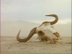 MS low angle, Bullock skull lying on desert ground, Kenya Stock Footage