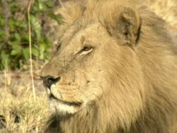 MS Lion resting and observing surroundings / Okavango Delta, North West District, Botswana Stock Footage