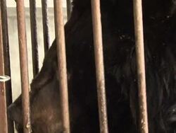 VOICED: Charity rescues bears from bile farms in southwestern China News Clip