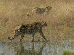 MS PAN Shot of cheetah drinking from floodplain water then moving on / Okavango Delta, North-West District, Botswana Stock Footage