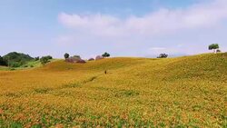 Aerial view of daylily in mountain Stock Footage
