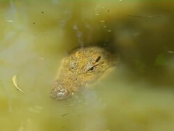 Block Shot Crocodile Mauritius Stock Footage