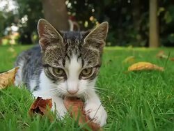 HD SLOW-MOTION: Cute Playful Kitten Stock Footage