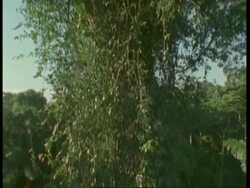 Track down tree in Amazon rainforest, South America Stock Footage