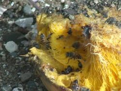 bees on mango Stock Footage