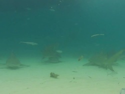 Lemon shark, Negaprion brevirostris, Remora, Echeneidae, Bahamas  Stock Footage