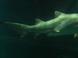 Shark Stock Footage