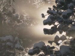 MS Snow laden conifer branches / Yellowstone National Park, Wyoming, United  Stock Footage