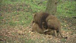 A male lion mounts a female to mate, then runs off and rolls around on the ground. Stock Footage