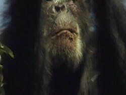 CU, ZO, Chimpanzee (Pan troglodytes) eating leaves on tree, Gombe Stream National Park, Tanzania Stock Footage