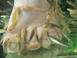 Fish Spa Pedicure by Garra Rufa, Thailand Stock Footage