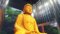 The Golden Buddha statue in a shrine Stock Footage