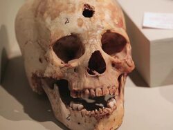 CU Shot of skull in Antonini museum / South Of Peru, Nazca, Peru Stock Footage