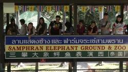 Crocodile Wrestling in Thailand Stock Footage