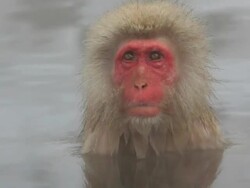 Japanese Macaques ( Macaca Fuscata ) monkeys, Jigokudani nature reserve, Chubu, Japan, Asia Stock Footage
