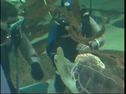 Nativity figures are lowered into shark tank in Madrid's aquarium News Clip