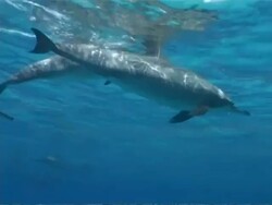 MS large pod of Spinner dolphins, Stenella longirostris, swim by left to right and surface to breathe, Egypt Stock Footage