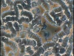 Protozoa (Trypanosoma brucei) in mouse blood - attacking blood cells, parasite in vertebrates Stock Footage