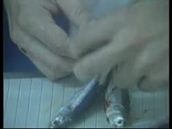 PERU: SCIENTISTS SAY WATER TEMPERATURE IS RETURNING TO NORMAL News Clip