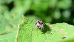 Spider eating worm on green leaf Stock Footage