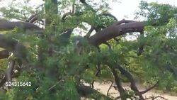 Baobab Tree, Limpopo Province, South Africa Stock Footage