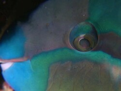 Parrot Fish eye, close up, Southern Visayas, Philippines Stock Footage