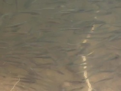 Group of small fish in the water. Stock Footage