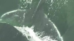 A whale slaps the water with its fluke before diving. Stock Footage