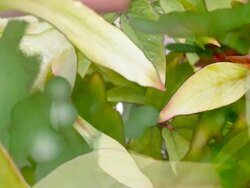PEONIES : close-up, vibrant color (LOOP) Stock Footage