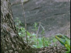 MS Common Garden Lizard, Calotes versicolor, crawling up tree, Western Ghats, India Stock Footage