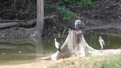 Egret stand on the log Stock Footage