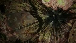 Long-spined sea urchin hiding in the coral Stock Footage