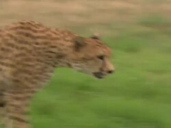 Cheetah (Acinonyx jubatus) walking, Kenya Stock Footage