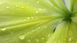 Water droplets fall on Lily Stock Footage