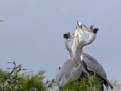 MS SLO MO PAN Grey Heron, Adult and Immatures on Nest (South of France) / Saintes Marie de la Mer, Camargue, France Stock Footage