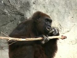 Gorilla Eating Stock Footage