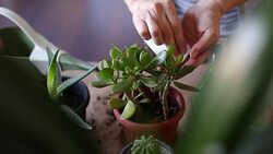 Gardener spraying her potted plants Stock Footage