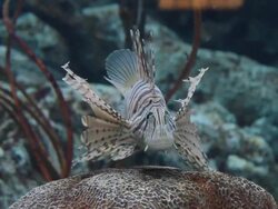 Red Lionfish or Scorpionfish Stock Footage