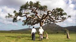 Socotra: The Alien-Looking Island with Unique Flora and Sustainable Living Instructional Video