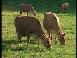 Jersey cattle eating grass in field Stock Footage