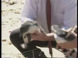AUSTRALIA: OIL SLICK PENGUINS RELEASED BACK INTO WILD News Clip