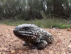 shingle backed lizard Stock Footage