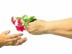 Hand of Love Stock Footage