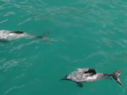 MS TS Shot of Dolphins / Akaroa, New Zealand Stock Footage