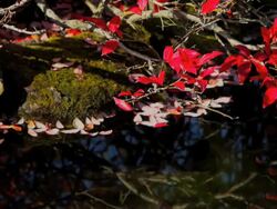 Pond  in a garden. Stock Footage