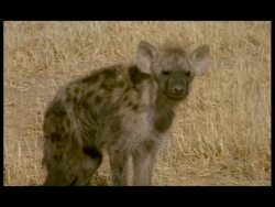 Spotted Hyena (Crocuta crocuta) - baby hyena lost and alone, standing, looking around, resting, falling asleep, walking trying to follow scent, lies in shade of tree, unhappy Stock Footage