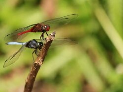 Dragonfly Stock Footage