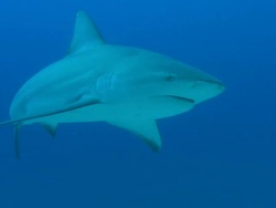 Grey reef sharks, Carcharhinus amblyrhynchos, swims, Bahamas  Stock Footage